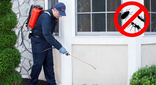 Kumru Karınca İlaçlama böcek ilaçlama ve haşere kontrolü — ilaclama-tr.com